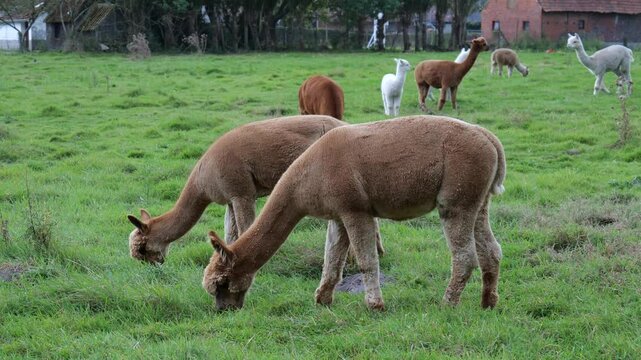 Alpacas grazing peacefully in a lush green field surrounded by other animals in the countryside