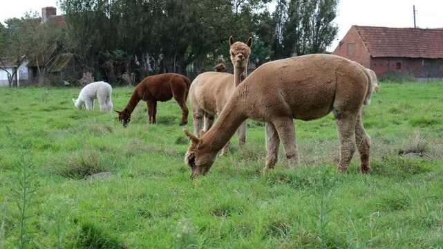 Enjoying a peaceful afternoon with alpacas grazing in a lush green pasture