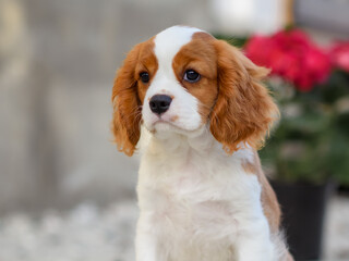 close up portrait of a cavalier king charles spaniel puppy dog ​​blenheim