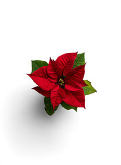 Poinsettia Plant with Bright Red Leaves