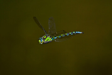 Southern hawker, blue hawker // Blaugrüne Mosaikjungfer (Aeshna cyanea)