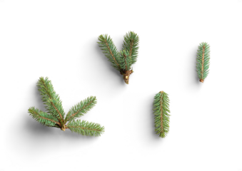 Set of Fir Sprigs with Green Needles for Winter Decor