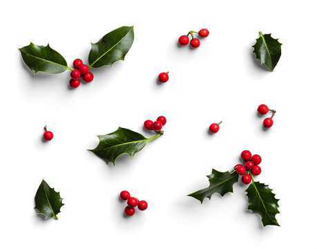Set of Holly Leaves and Berries