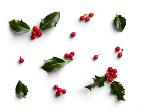 Set of Holly Leaves and Berries