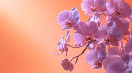 A bouquet of soft lavender orchids isolated on a warm peach background for a soft, dreamy contrast © fivan