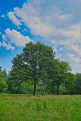 Beautiful single oak tree with a beautiful crown