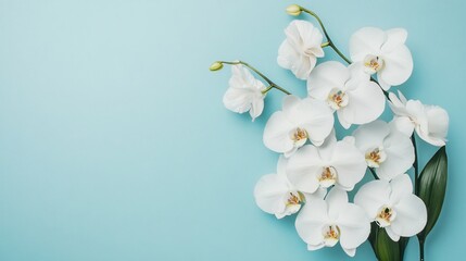 Obraz premium A bouquet of white orchids placed on a pale blue background for a serene and peaceful contrast
