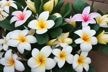 Fototapeta premium A group of gorgeous frangipani flowers in the garden