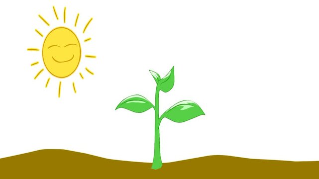 Illustration of the respiratory process on plants during the day and night