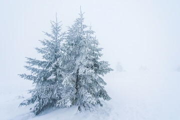 pine trees covered with snow. landscape in winter mountains. Christmas background