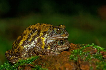 Amboli tiger toad, Xanthophryne tigerina, Maharashtra, India