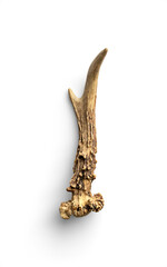 Thick Cut Antler Section