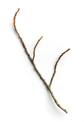 Thin Twisted Twig with Buds