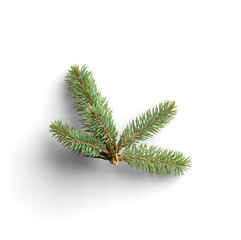 Top View of Evergreen Fir Branches for Winter Themes