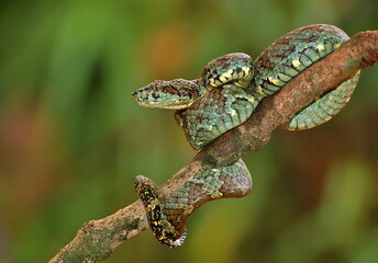Malabar pit viper, Trimeresurus malabaricus, Maharashtra, India