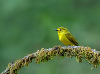 Yellow-browed bulbul, Acritillas indica,  Dandeli, Karnataka, India