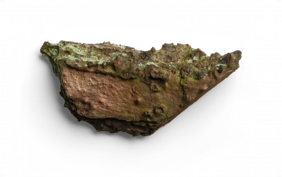 Tree Bark with Moss Growth Adding a Natural Green Texture