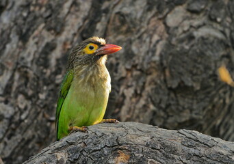 Lineated barbet, Psilopogon lineatus, Keoladeo National Park, Bharatpur, Rajasthan, India