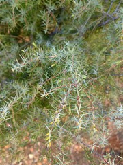 Wild herbs strings. Fresh green thyme plant growing in a herb garden. Common Thyme, Whole thymus.