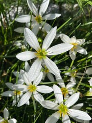 Close up of white zephyr lilies standing tall on their stems . 