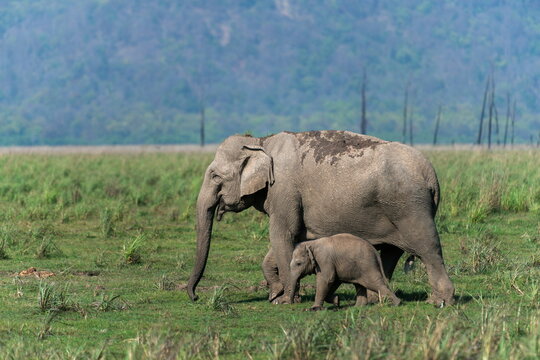 Protecting Mother Elephant, Dhikala, Jim Corbett National Park, Nainital&sbquo;&Auml;&eacute;, Uttarakhand, India