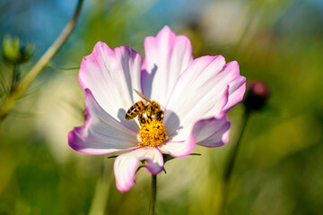 Cosmos in the Garden