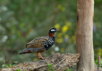 Black francolin, male,¬† Francolinus francolinus, Sattal, India