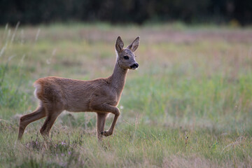 A young, adorable roe deer in a meadow