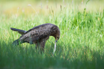 A large bird of prey devouring its prey