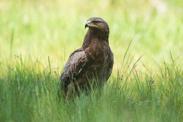Lesser spotted eagle against the background of illuminated grass