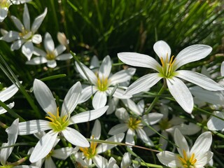 Close up of white zephyr lilies standing tall on their stems . 