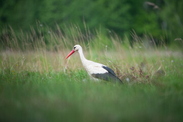 White stork on a green meadow against the background of tall, dry grass