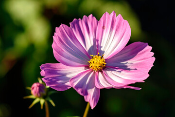 Obraz premium Cosmos in the Garden