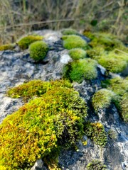 Green moss in the forest. Stack of pebble stones by a stream in a forest