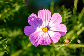 Cosmos in the Garden