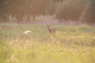 Roebuck in a meadow at sunset