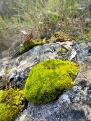 Green moss in the forest. Stack of pebble stones by a stream in a forest