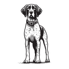 Pointer Dog Silhouettes, Pointer dog logo
English pointer silhouettes, Standing Pose Vector Silhouettes, Outlines clipart mascot of Pointer Dog