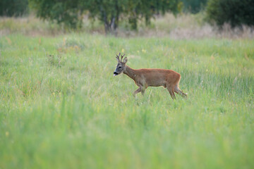 Roebuck with its tongue sticking out walking through a meadow