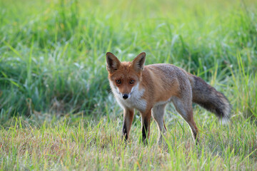 A fox in a meadow looking watchfully