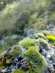 Green moss in the forest. Stack of pebble stones by a stream in a forest