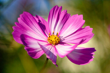 Obraz premium Cosmos in the Garden