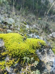 Green moss in the forest. Stack of pebble stones by a stream in a forest