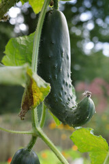 A crooked pickled cucumber  (Cucumis sativus) growing in a vegetable garden