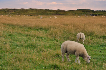 flock of sheep grazing at dusk