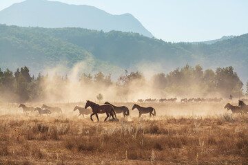 Horse on meadow