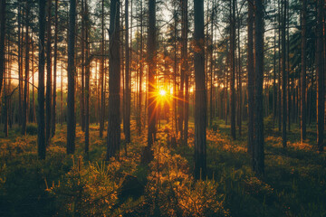 A forest with a sun shining through the trees