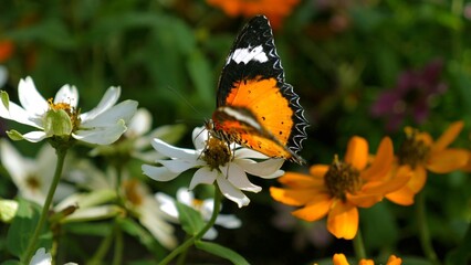 Close-up of vibrant butterfly perched on white flower, surrounded by lush foliage and colorful blooms, beauty of nature diversity. Nature and Wildlife.