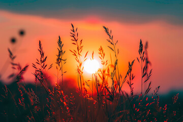A field of tall grass with a sun in the sky