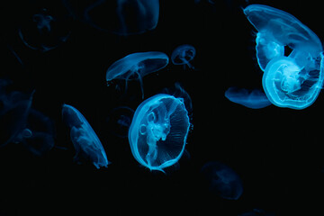 Blue jellyfish in the water © Thuy Tien Vo
